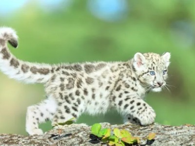 青岛森林野生动物世界