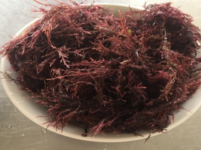 聚茗城500g青岛特产海凉粉冻菜石花