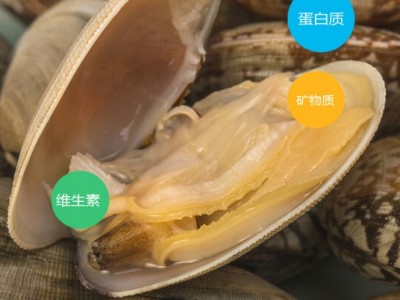 海味先生 青岛鲜活海鲜 花甲 蛤蜊 1